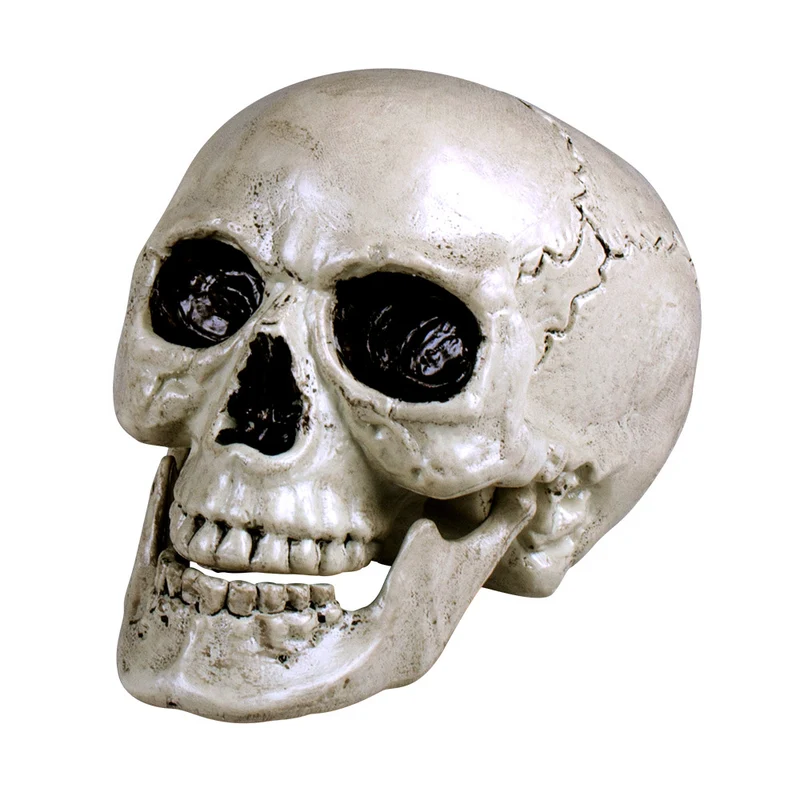 Schedel Maxilla Wit met Beweegbare Kaak