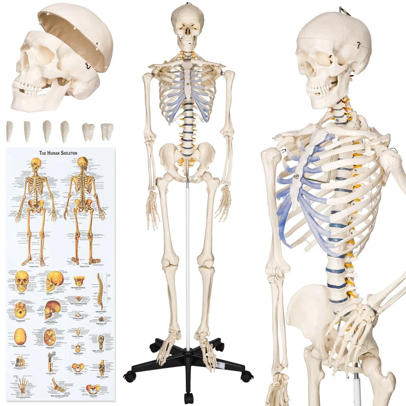 Menschliches Stativ Skelett 181,5 cm. Modell Anatomie Lehrmodell + Abdeckung + Poster