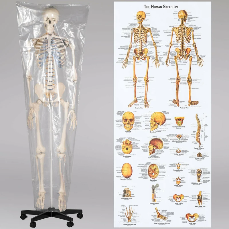 Menschliches Stativ Skelett 181,5 cm. Modell Anatomie Lehrmodell + Abdeckung + Poster
