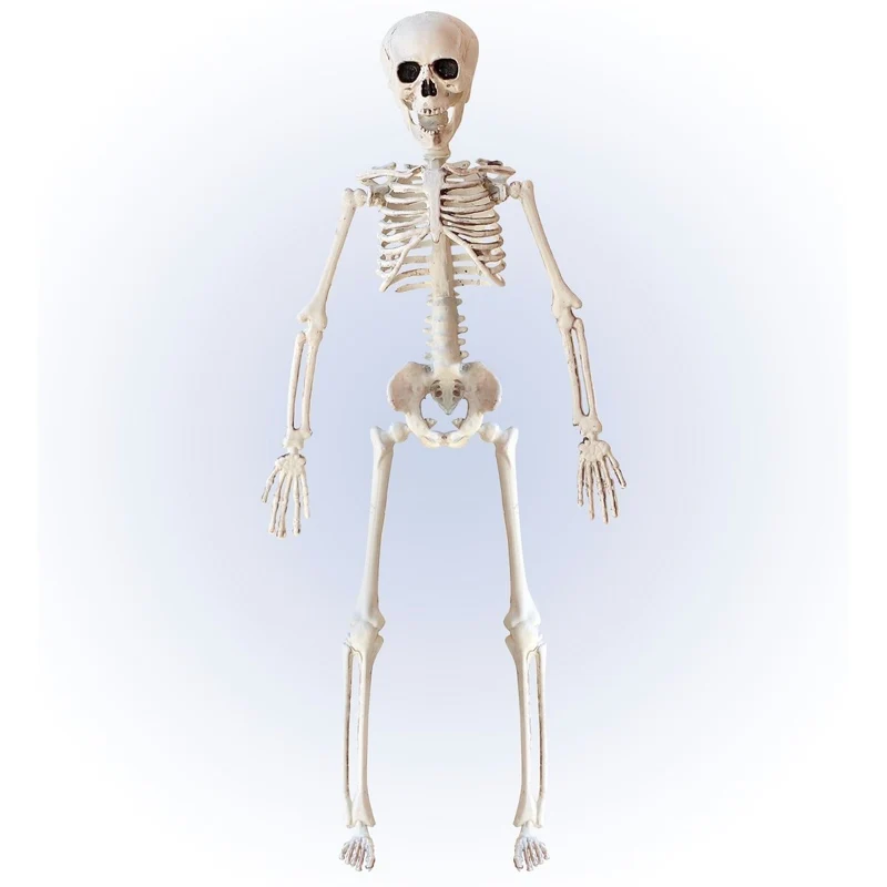 Halloween Skelett Beige 40cm
