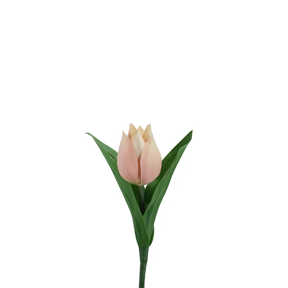 Tulpe aprikot einzeln