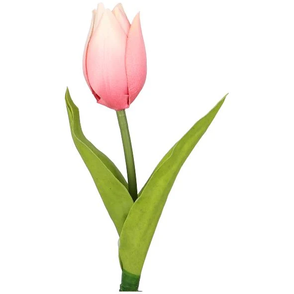 Tulpe rosa einzeln