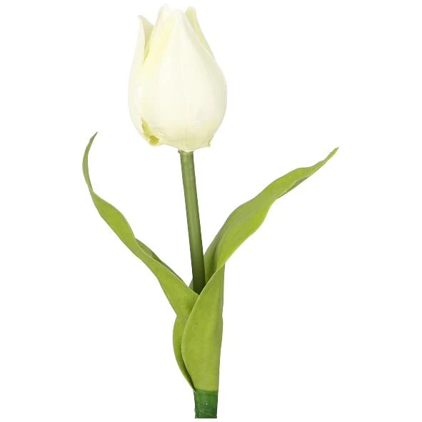 Tulpe weiß einzeln