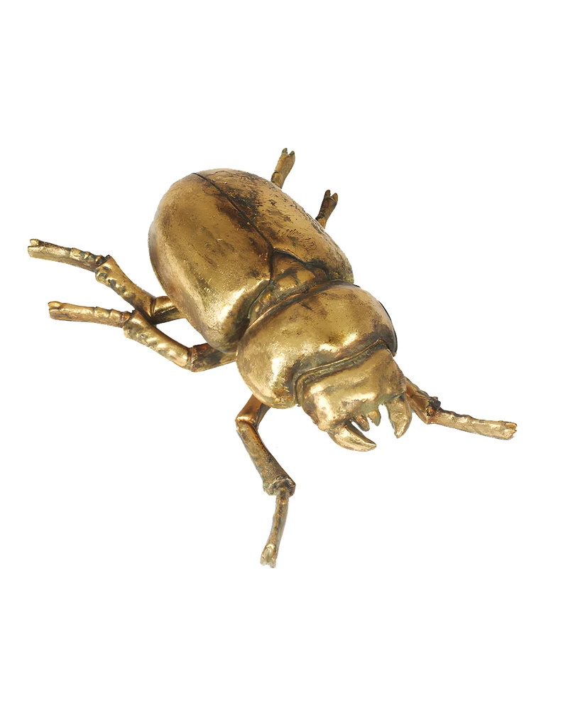 Goldener Hirschkäfer Weibchen Wandschmuck 24 cm