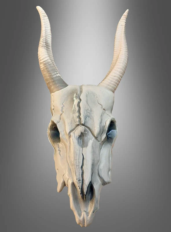 Skelett Tierschädel Büffel mit Hörner 40cm
