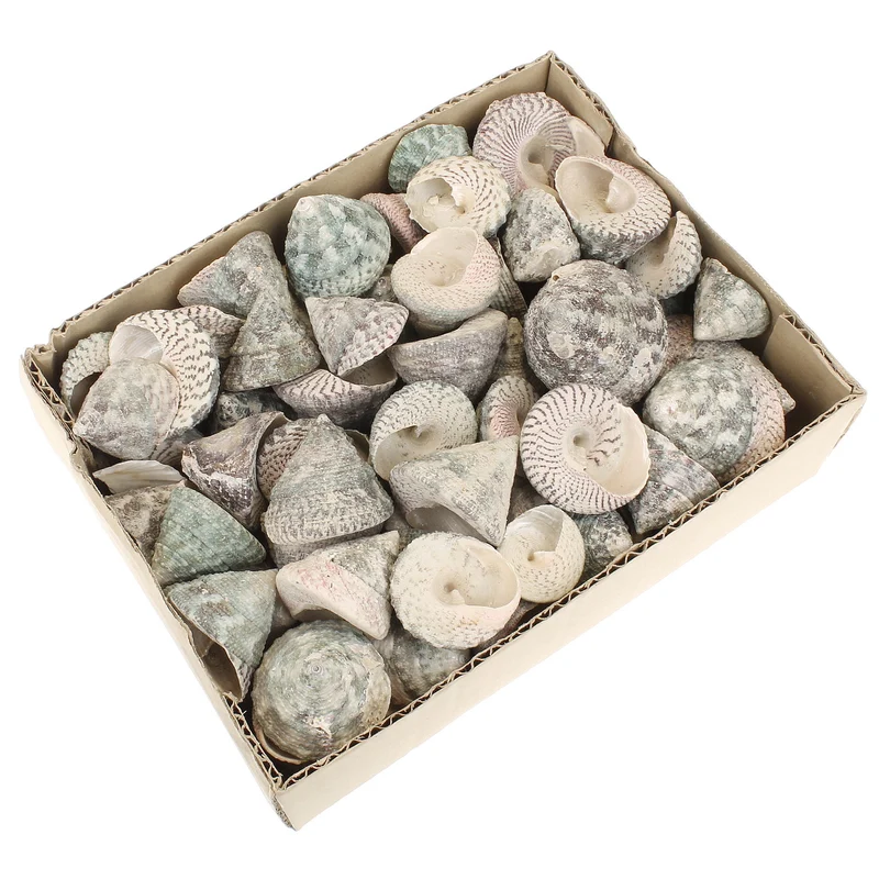 Deko Muscheln, Schneckenhaus Trochus Stellatus