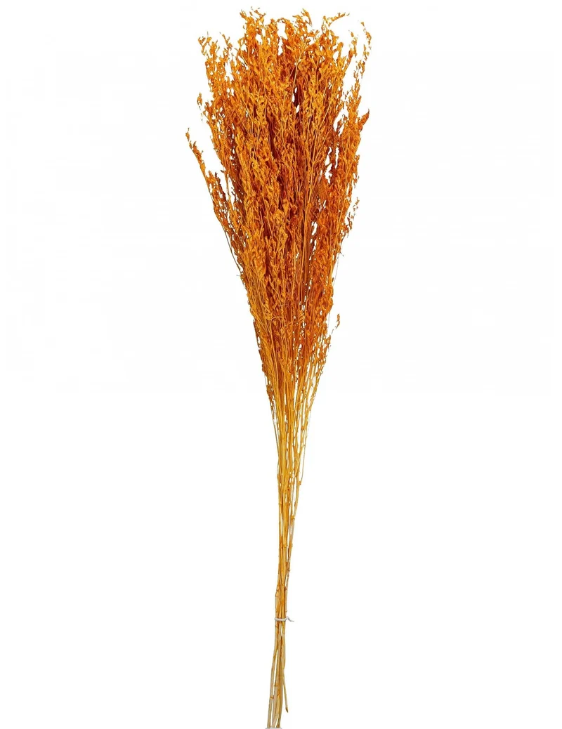 Getrocknetes Broom-Bouquet Terrakotta 75 bis 85 cm, 50g