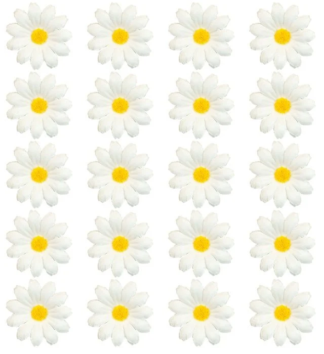 Set mit 20 dekorativen Gänseblümchen