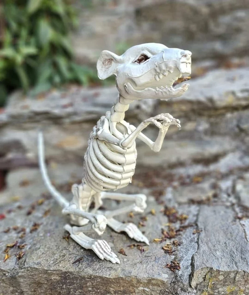 Sitzende Skelett Ratte