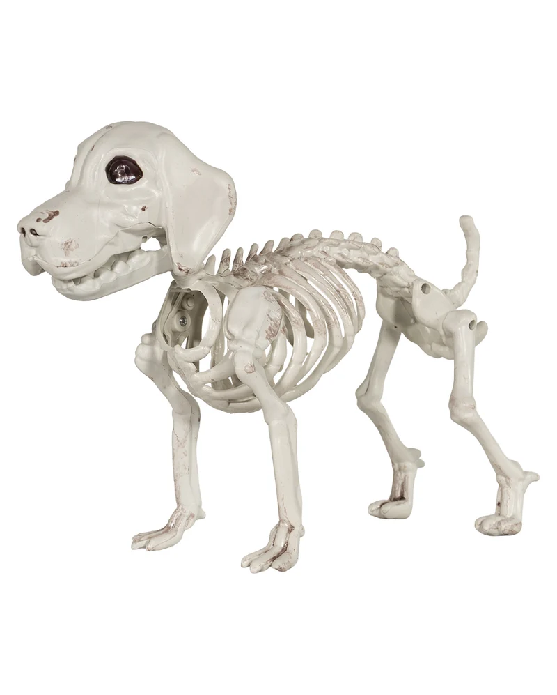 Labrador Hundeskelett als Skelett Deko 25cm