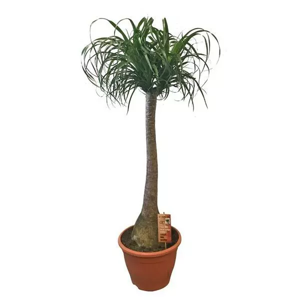 Elefantenfuß 150-170 cm Beaucarnea recurvata Flaschenbaum Wasserpalme
