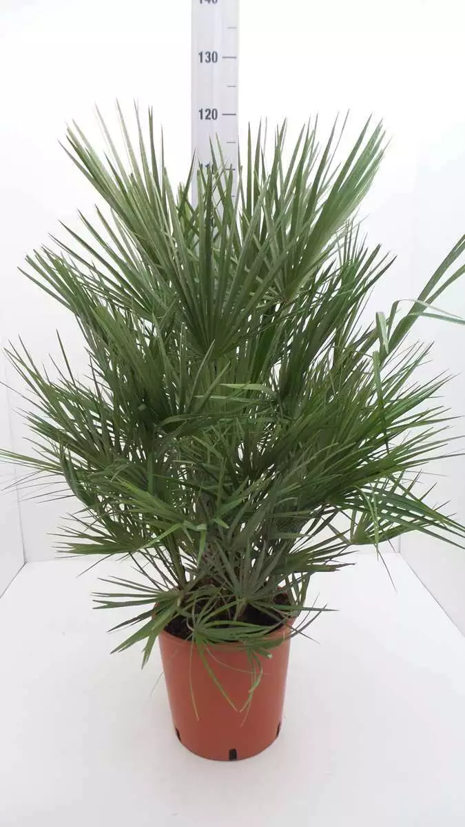 Echte Palme "Vulcano" 90-100 cm Zwergpalme Chamaerops Humilis, winterhart bis -12°C