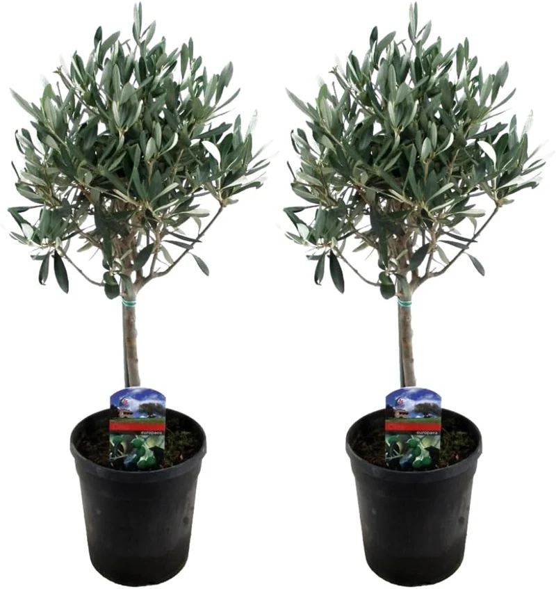 Echte 2x Olivenbäume 50-60 / 70-90 cm Höhe im Doppelpack.