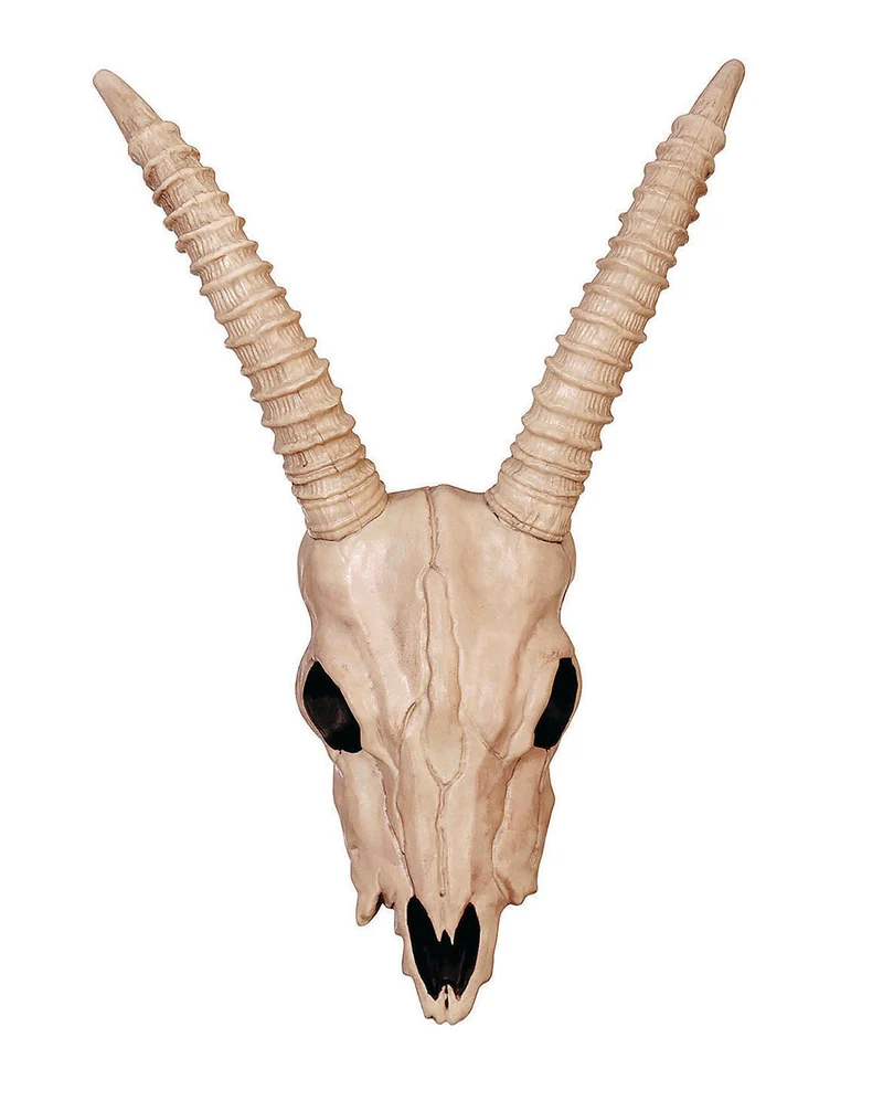 Totenschädel einer Gazelle 46cm
