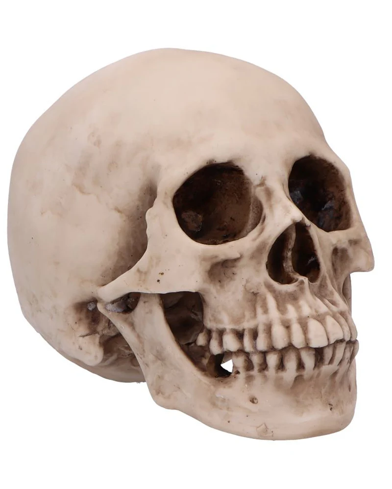 Craniology Totenschädel 16cm
