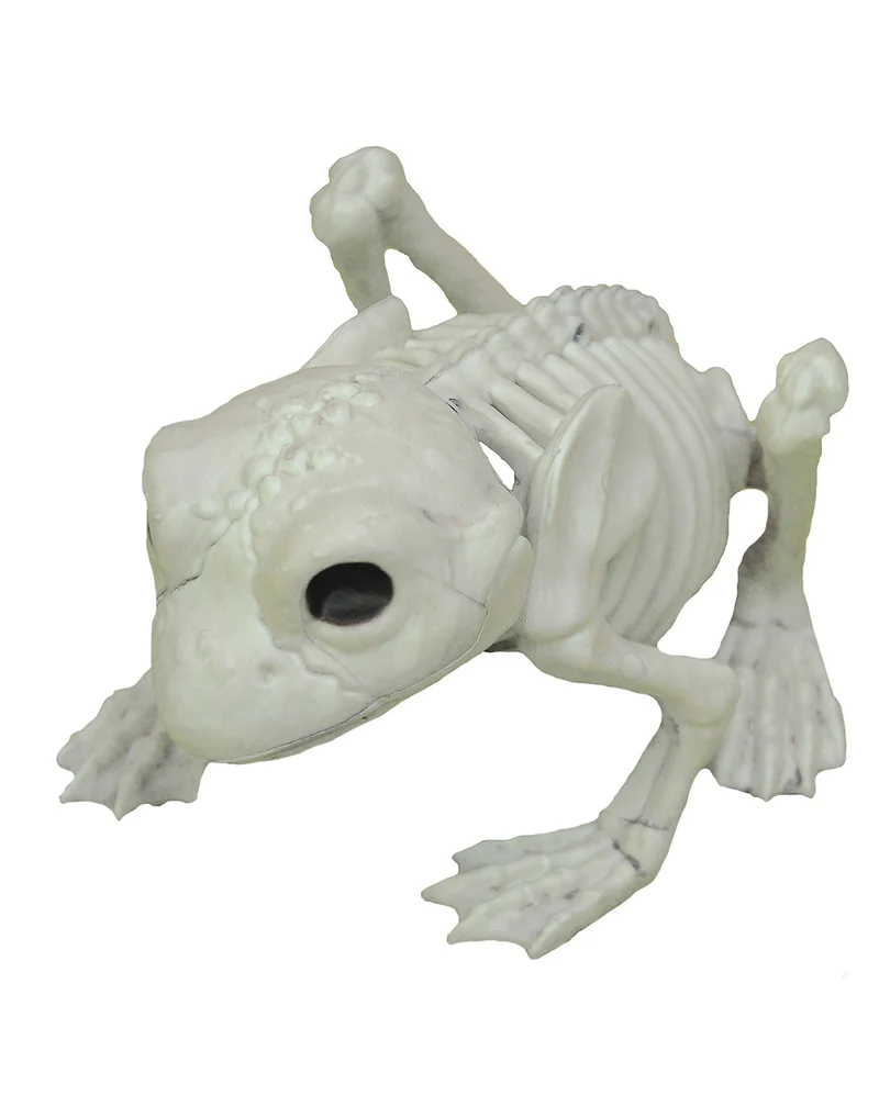 Frosch Skelett 13cm