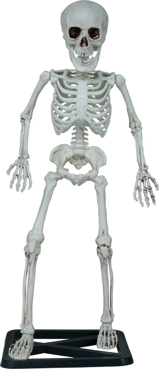 Halloween Skelett 55cm