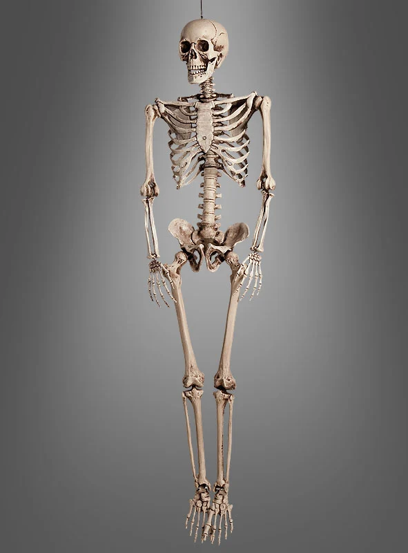 Lebensgroßer Skelett Mensch 160cm verstellbar