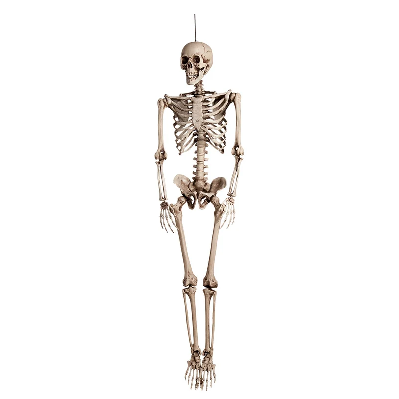 Decoratief skelet – 160 cm - XL