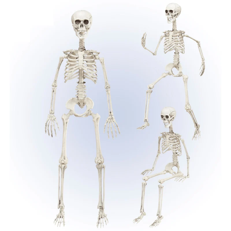 Halloween Skelett Beweglich 90cm