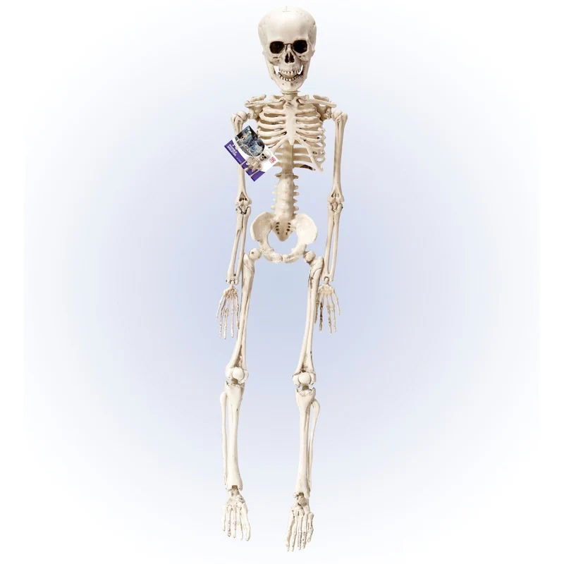 Halloween Skelett Weiß 50cm