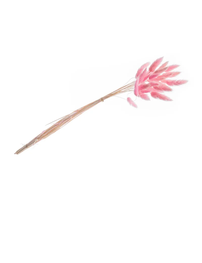Pastellrosa Lagurus-Bouquet 50-60 cm mit 25 Stielen