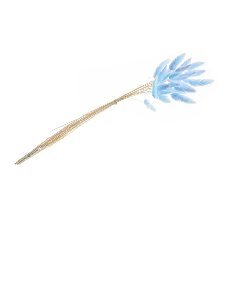 Lagurus-Strauß pastellblau 50-60 cm, 25 getrocknete Stiele