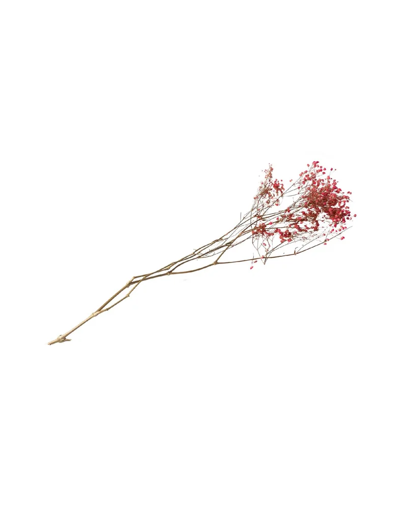 Rosenfarbener Trockengypsophila-Strauß 25 g für Dekoration