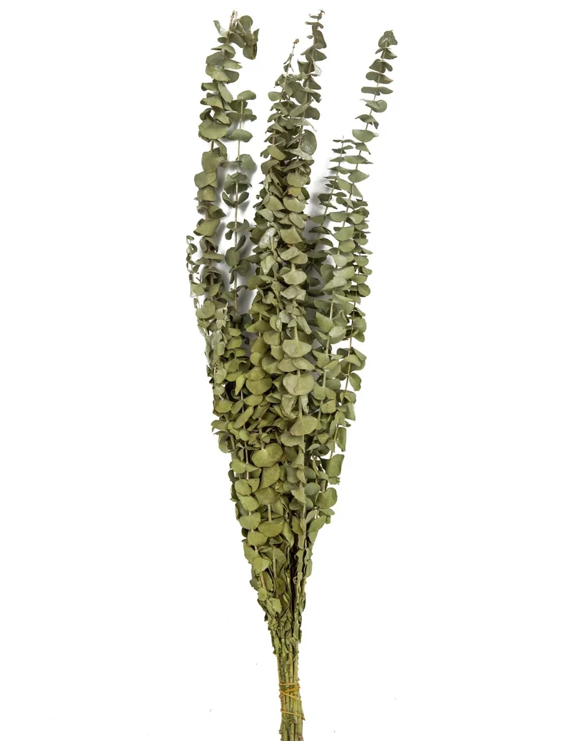 15 getrocknete Eukalyptuszweige 150 g 66 cm Hochzeitsdekoration