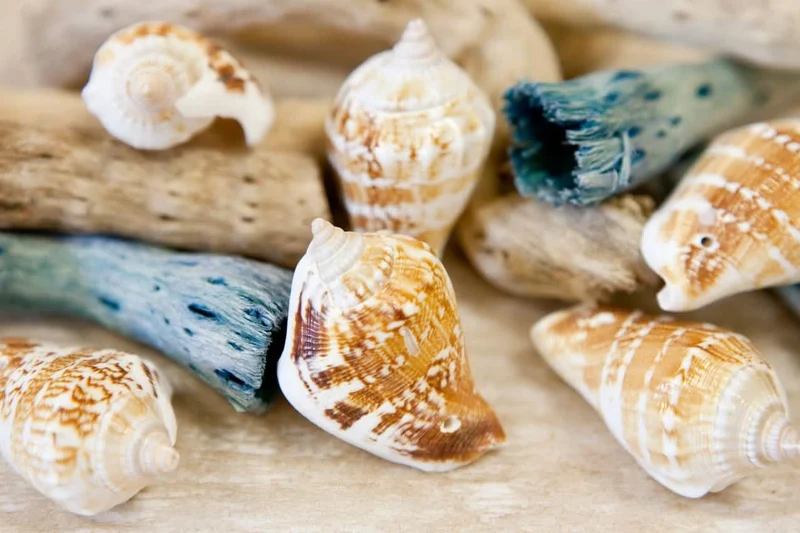 6 Deko-Muscheln 4,5 x 2,8 cm Einsiedlerkrebs