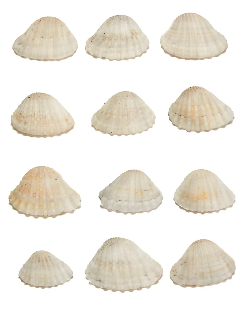 12 Muschel-Dekorationen aus Kunststoff 3 x 2,5 cm beige, Meeresthema