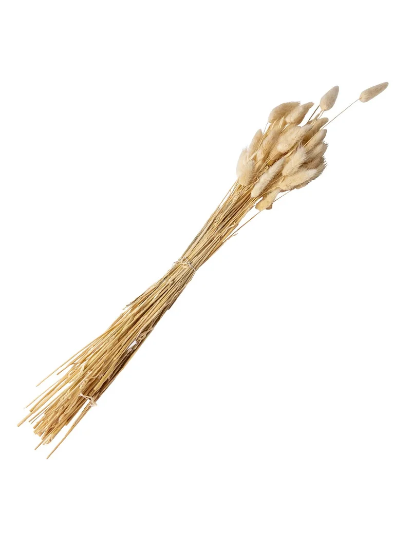 Lagurus Plumeau Bouquet Creme 50 gr 70 cm Hochzeitsdekoration